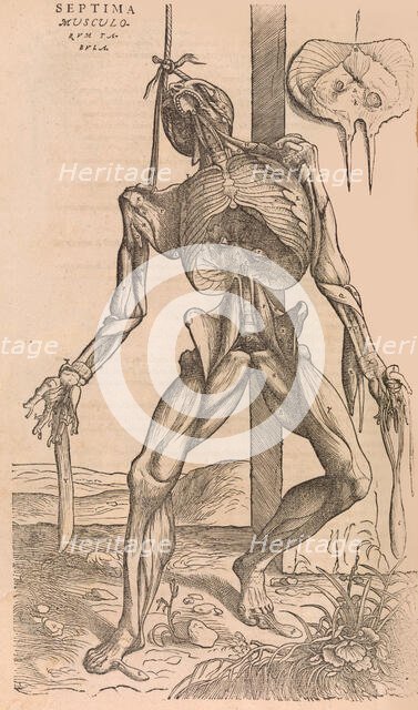 De humani corporis fabrica (Of the Structure of the Human Body), 1555. Creator: John of Calcar.