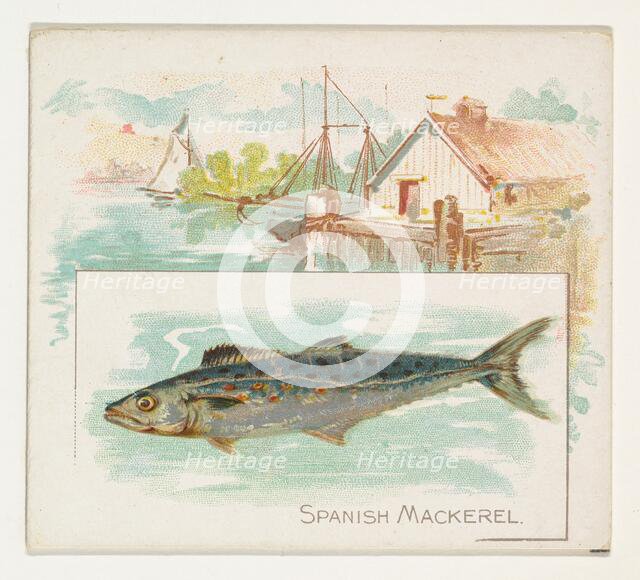 Spanish Mackerel, from Fish from American Waters series (N39) for Allen & Ginter Cigarette..., 1889. Creator: Allen & Ginter.