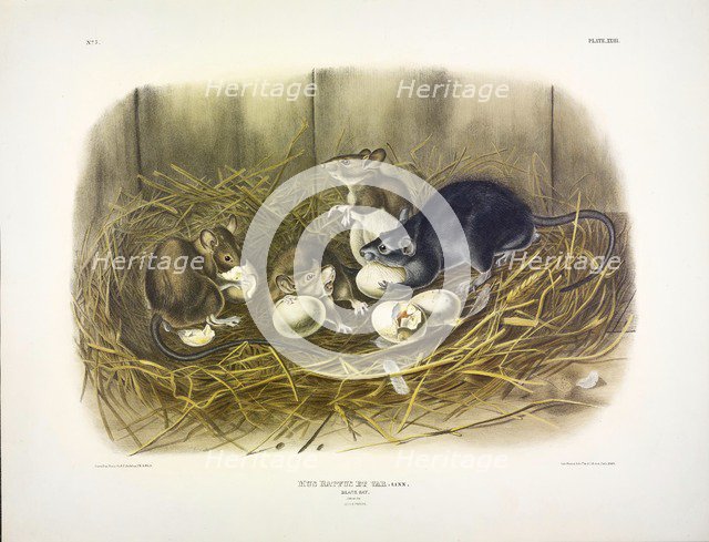 Black Rat, Mus Rattus et Var, 1845.