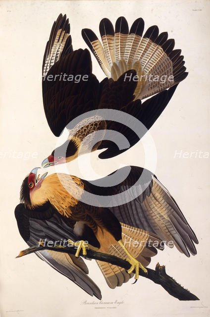 The northern crested caracara. From "The Birds of America", 1827-1838. Creator: Audubon, John James (1785-1851).