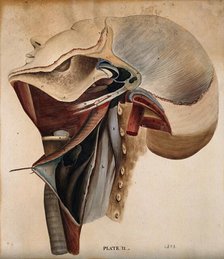 Dissection of the neck, 1800-1899. Creator: Unknown.