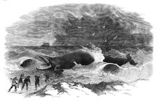 Whale stranded at Winterton, 1857. Creator: Unknown.