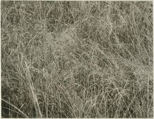 Grass, 1933. Creator: Alfred Stieglitz.