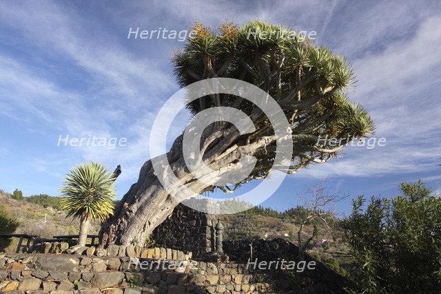 Dragon tree, La Palma, Canary Islands, Spain, 2009.
