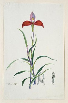 Disa uniflora Bergius (Red disa; or Pride of Table Mountain), 1777-1786. Creator: Robert Jacob Gordon.