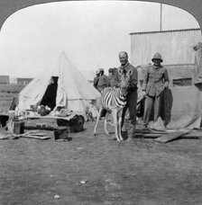 South African gunners with their pet zebra, East Africa, World War I, 1914-1918.Artist: Realistic Travels Publishers