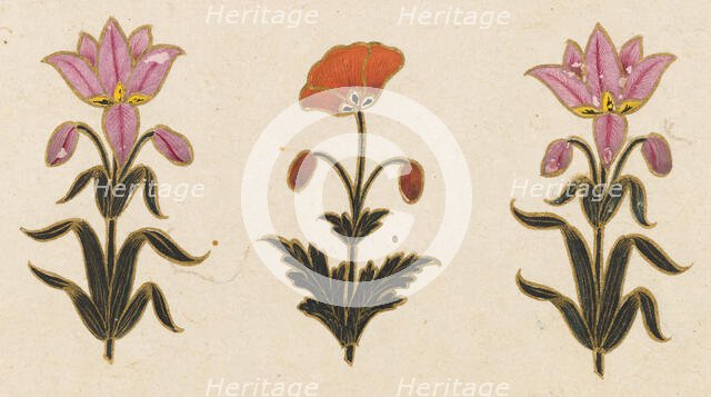 Pink lilies and red poppy motif, Folio from the Small Clive Album, Dated 1674-1675. Creator: Unknown.