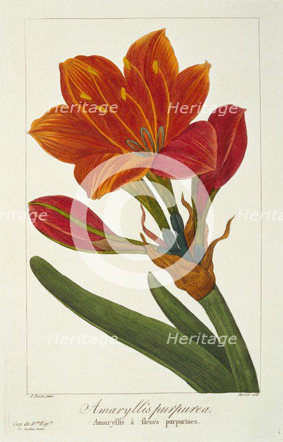 Amaryllis Purpurea, pub. 1836. Creator: Panacre Bessa (1772-1846).
