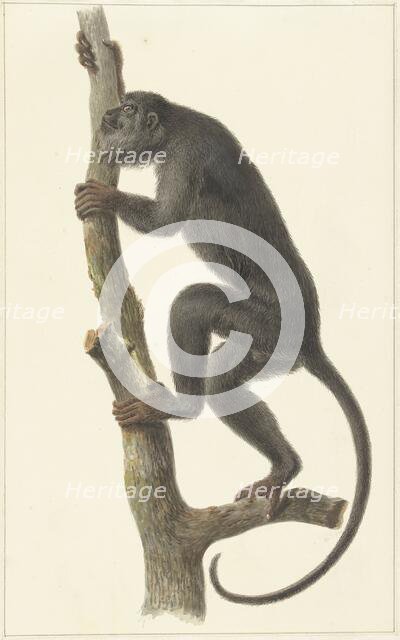 Black howler monkey (Paraguay), 1759-1842. Creator: Pieter Bartholomeusz. Barbiers.