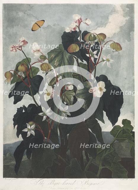 The Temple of Flora, or Garden of Nature: The Obique-leaved Begonia, 1800. Creator: James Caldwall (British, 1739-aft 1789); Robert John Thornton (British, 1768-1837).