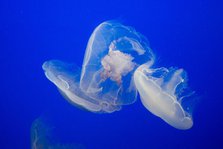 Jellyfish, Monterey Bay Aquarium, Monterey, California, USA, 2022. Creator: Ethel Davies.