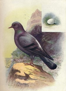 'Rock-Pigeon - Colum'ba liv'ia', c1910, (1910). Artist: George James Rankin.