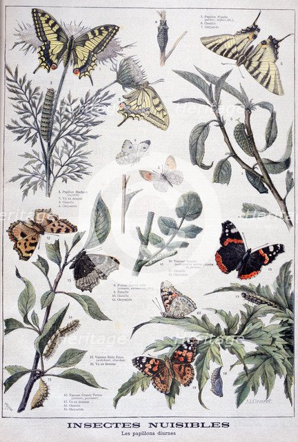 Harmful insects: daylight butterflies, 1897. Creator: F Meaulle.