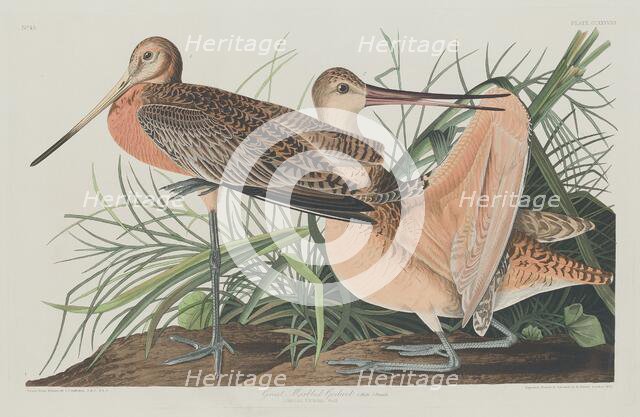 Great Marbled Godwit, 1835. Creator: Robert Havell.