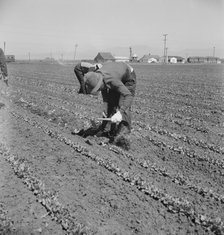 Filipino thinning lettuce, Salinas Valley, California, 1939. Creator: Dorothea Lange.