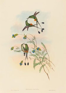 Spathura peruana (Peruvian Racket-Tail). Creators: John Gould, Henry Constantine Richter.