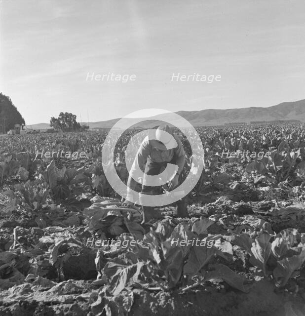 Filipino boy, one of a labor gang, cutting cauliflower near Santa Maria, California, 1937. Creator: Dorothea Lange.