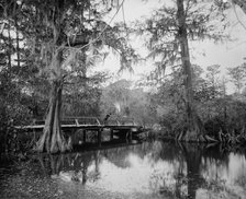 Cypress swamp, between 1880 and 1897. Creator: William H. Jackson.