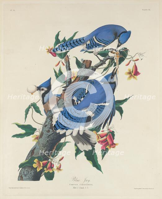 Blue Jay, 1831. Creator: Robert Havell.