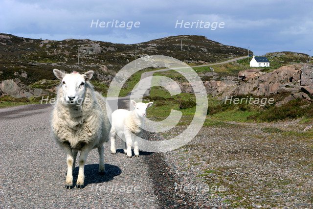 Sheep and lamb, Applecross Peninsula, Highland, Scotland.