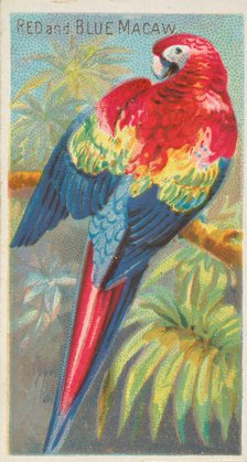 Red and Blue Macaw, from the Birds of the Tropics series (N5) for Allen & Ginter Cigarette..., 1889. Creator: Allen & Ginter.