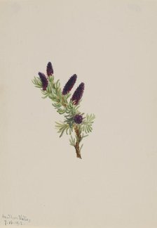 Picea engelmanni, 1913. Creator: Mary Vaux Walcott.