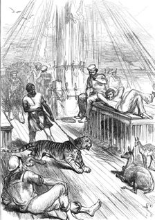 Return of the Prince of Wales from India: Life on Board the Serapis - Tiger and Cheetals...1876. Creator: L.B..