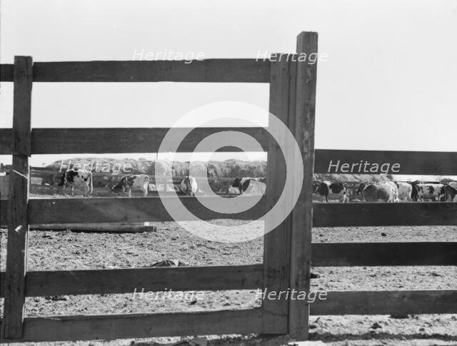 Farm Security Administration (FSA) tenant purchase client's herd, near Manteca, California, 1938. Creator: Dorothea Lange.