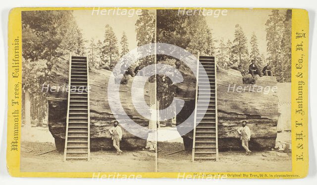 Section of the Original Big Tree, 92 ft. in circumference, 1870/71. Creator: Anthony & Company.