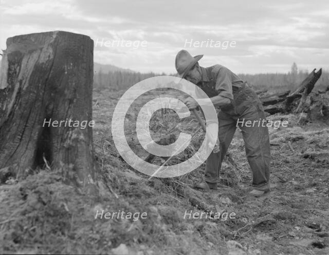 Shows method of pulling tomarack stump, Bonner County, Idaho, 1939. Creator: Dorothea Lange.