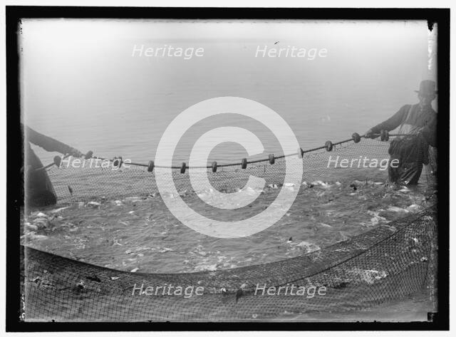 Net fishing, between 1909 and 1923. Creator: Harris & Ewing.