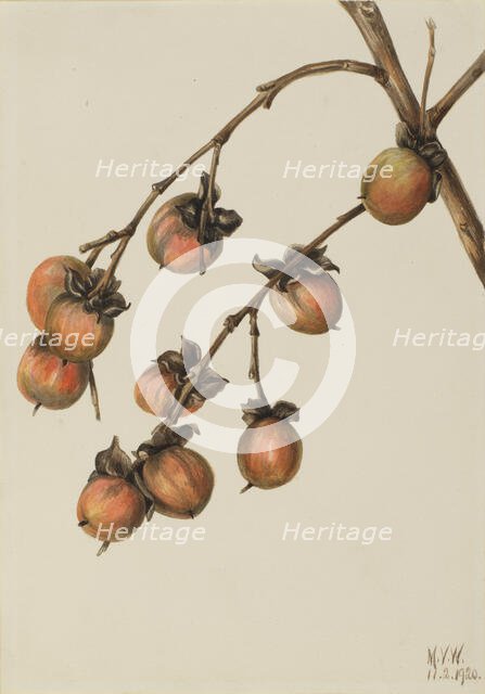 Persimmon (Diospyros virginiana), 1920. Creator: Mary Vaux Walcott.