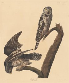 Hawk Owl, 1837. Creator: Robert Havell.
