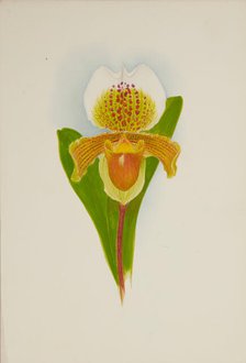 Orchid: Cypridium Insigni, 1906. Creator: Frederick William Bolas.