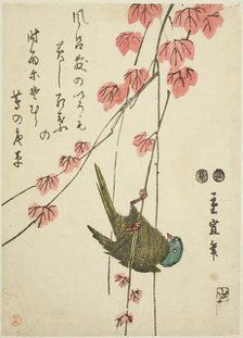Small bird and ivy, c. 1843/47. Creator: Utagawa Hiroshige II.