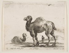 Plate 17: camels, from 'Various animals' (Diversi animali), ca. 1641. Creator: Stefano della Bella.