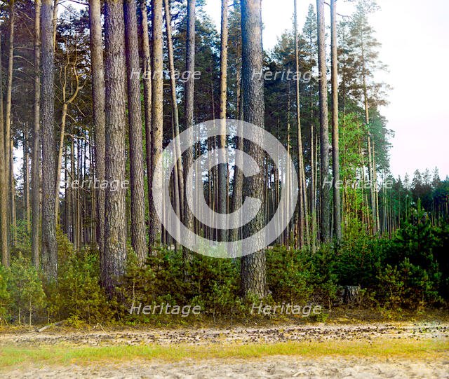 Pine forest, 1910. Creator: Sergey Mikhaylovich Prokudin-Gorsky.
