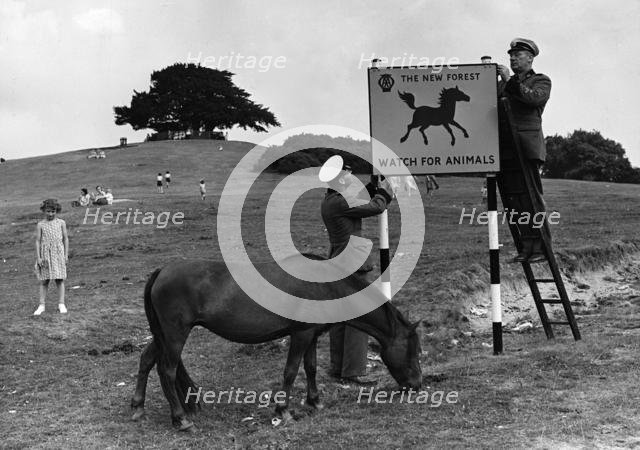 Beware of animals AA road sign in Lyndhurst, New Forest 1955. Creator: Unknown.