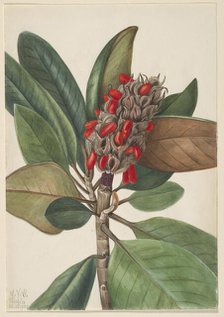 Southern Magnolia (Magnolia grandiflora), 1923. Creator: Mary Vaux Walcott.