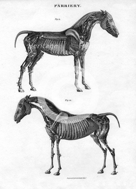 Anatomy of a horse, 19th century.Artist: Archibald Webb