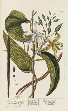 Herbarium Blackwellianum emendatum et auctum, 1754-1773. Creator: Blackwell, Elizabeth Blachrie (1707-1758).