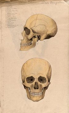 Skull: two figures, showing side and front views, 1880. Creator: Adele Mongredien.