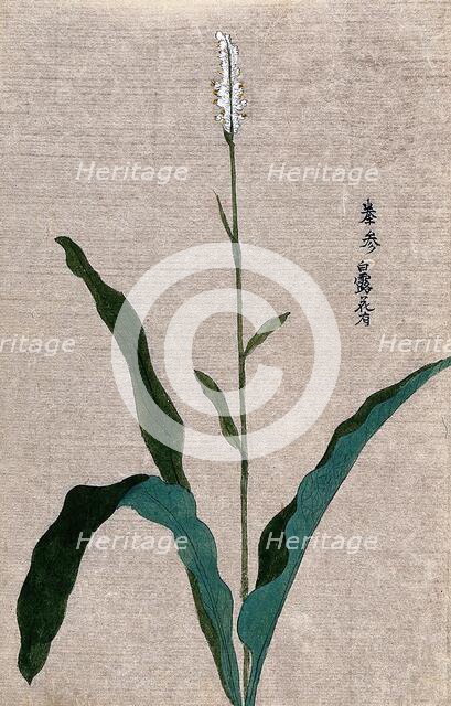 A flowering plant stem. Creator: Unknown.