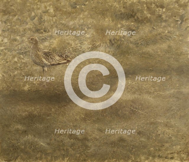 Eurasian Curlew, 1907. Creator: Bruno Liljefors.