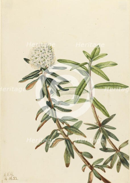Labrador Tea (Ledum groenlandicum), 1922. Creator: Mary Vaux Walcott.