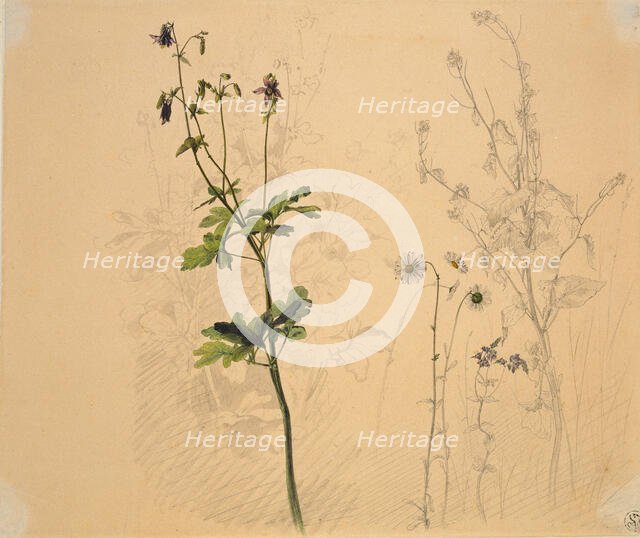 Columbine, daisy, garlic loosestrife, and lobelia, 1816. Creator: Carl Philipp Fohr.