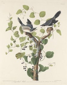 Loggerhead Shrike, 1829. Creator: Robert Havell.