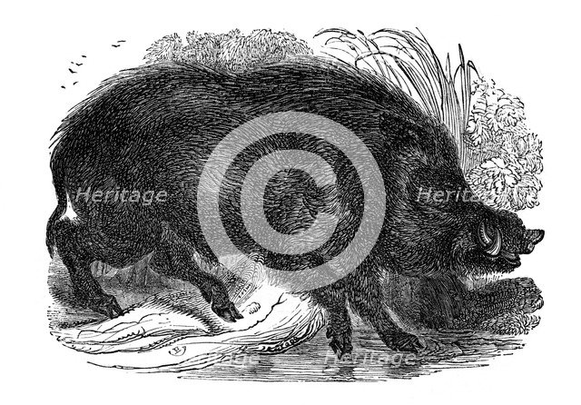 Wild boar, 1848. Artist: Unknown
