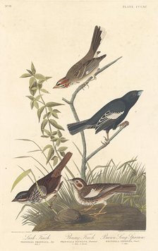 Lark Finch, Prairie Finch and Brown Song Sparrow, 1837. Creator: Robert Havell.
