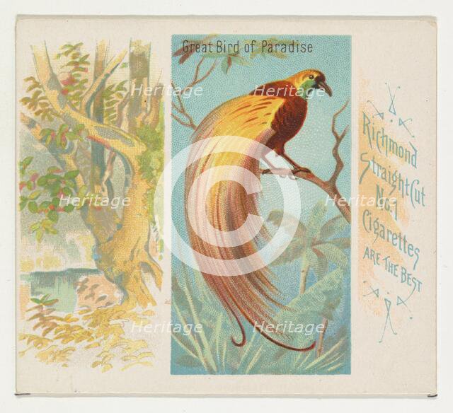 Great Bird of Paradise, from Birds of the Tropics series (N38) for Allen & Ginter Cigarett..., 1889. Creator: Allen & Ginter.